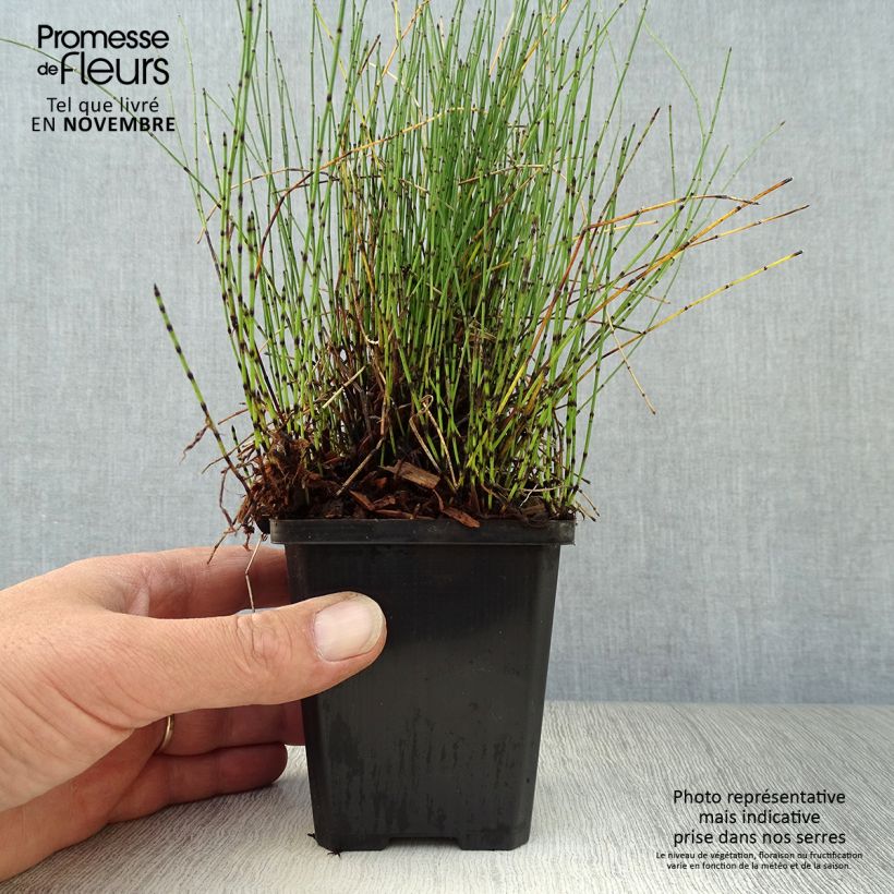 Equisetum scirpoides 8/9 cm pot sample as delivered in autumn