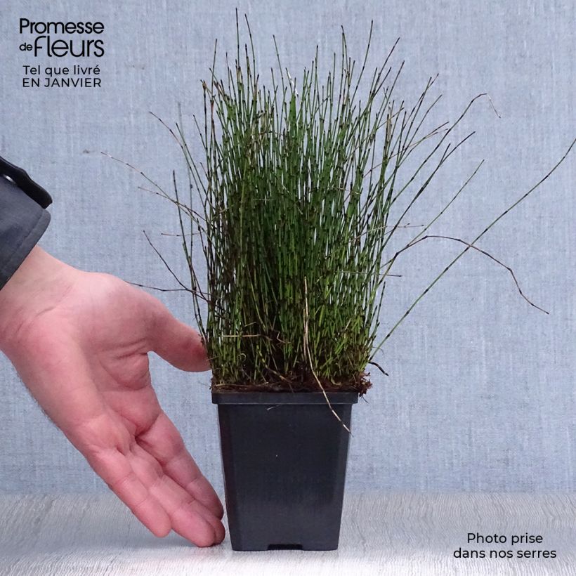 Equisetum scirpoides 8/9 cm pot sample as delivered in winter