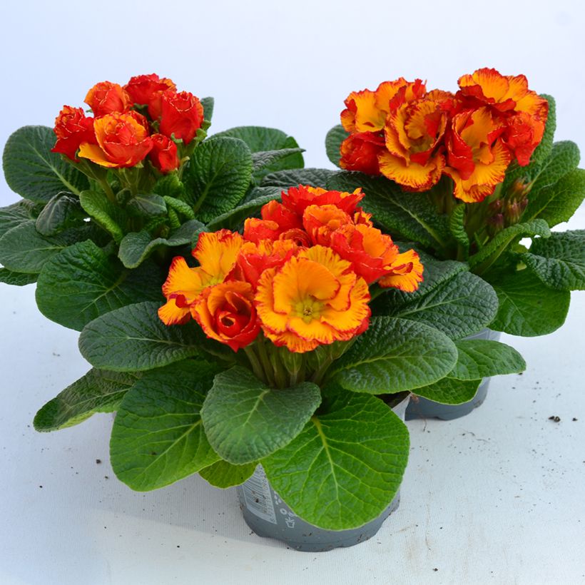 Primula vulgaris Chinese New Year - English Primrose (Flowering)
