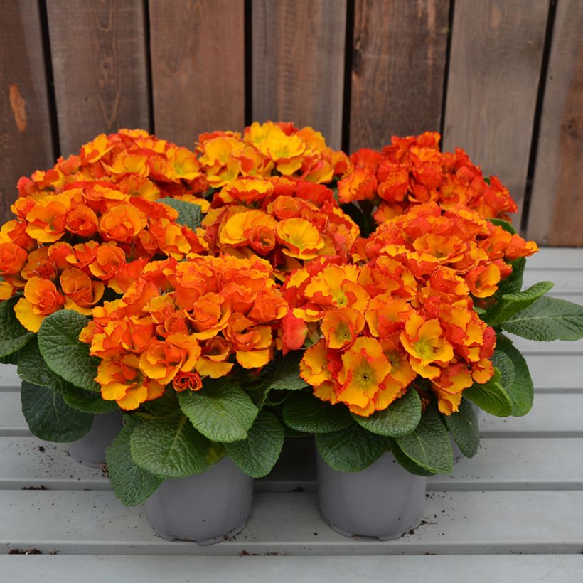 Primula vulgaris Chinese New Year - English Primrose (Plant habit)