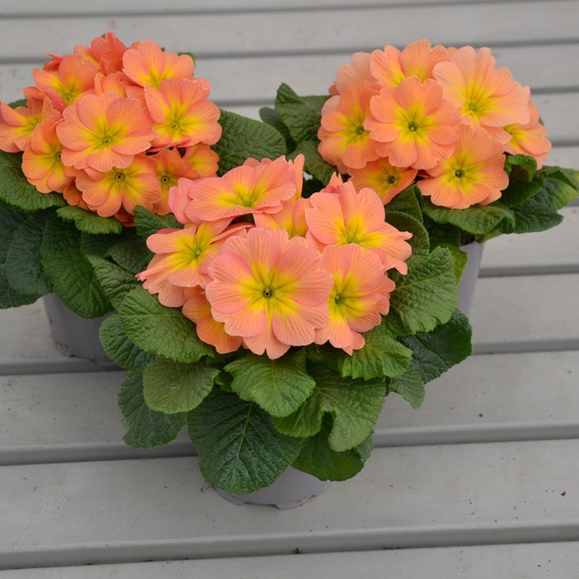 Primula vulgaris Mango F1 - English Primrose (Plant habit)