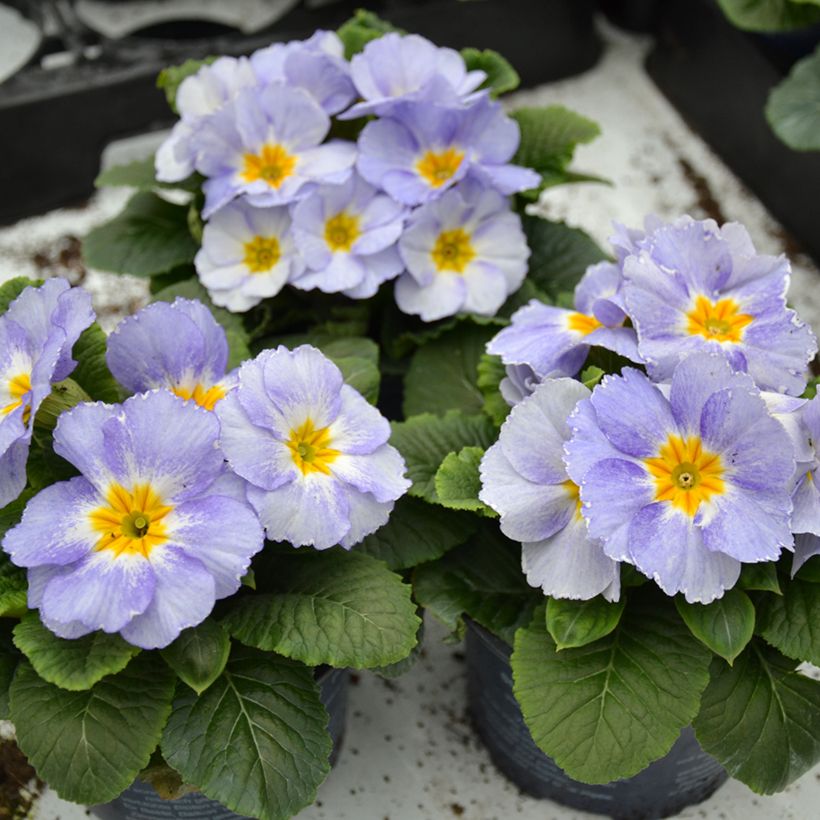 Primula vulgaris Porcelain Blue F1 - English Primrose (Plant habit)