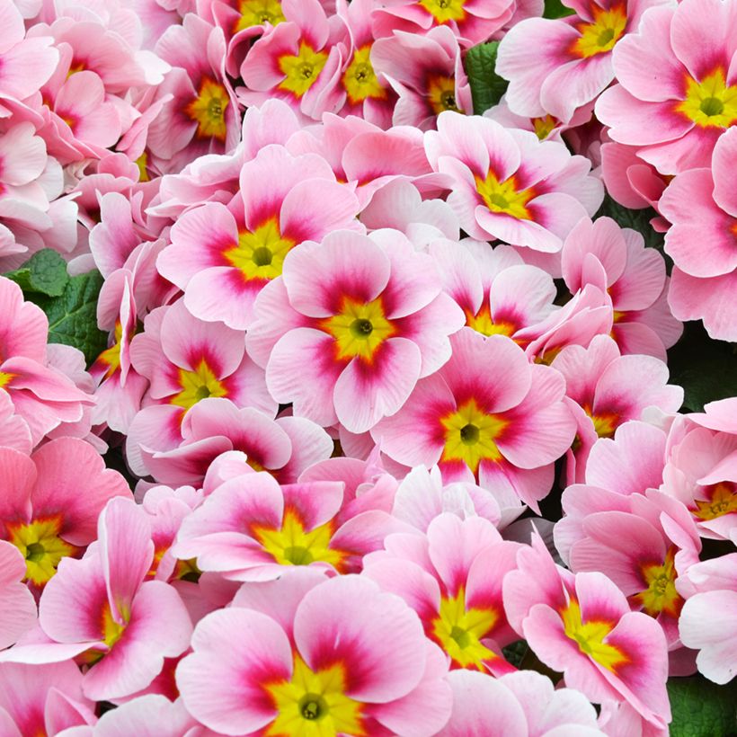 Primula vulgaris Cherryblossom F1 - English Primrose (Flowering)