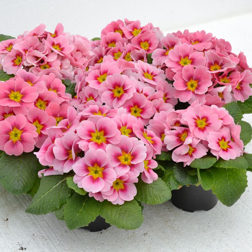 Primula vulgaris Cherryblossom F1 - English Primrose (Plant habit)