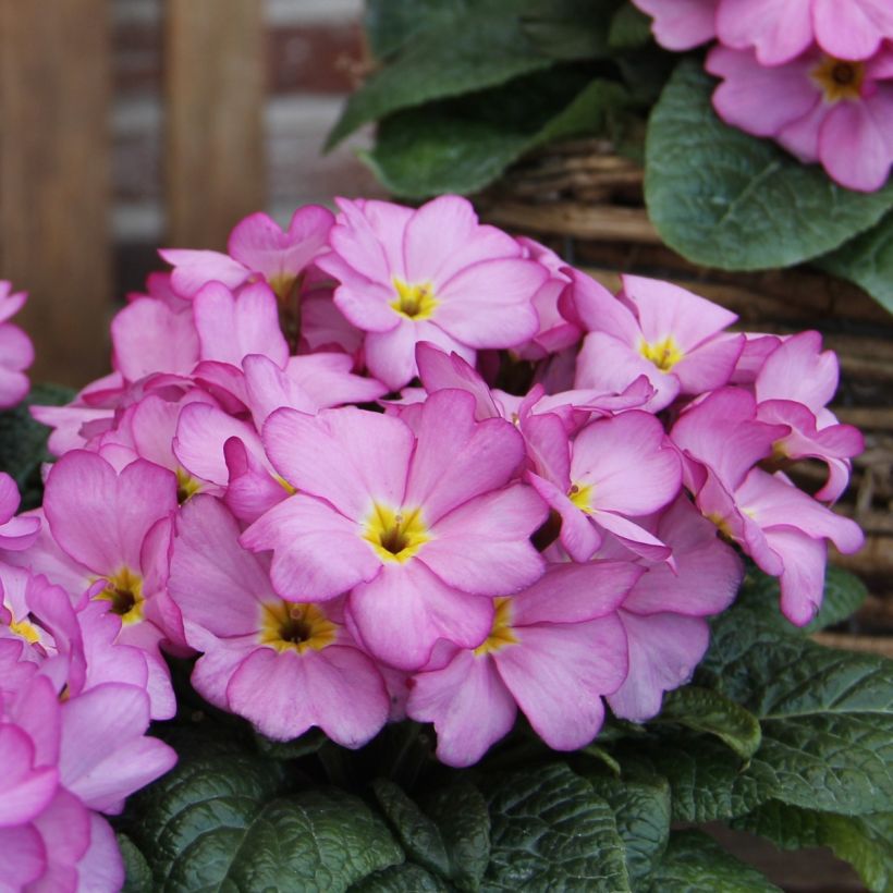 Primula vulgaris Woodland Rose - English Primrose (Flowering)