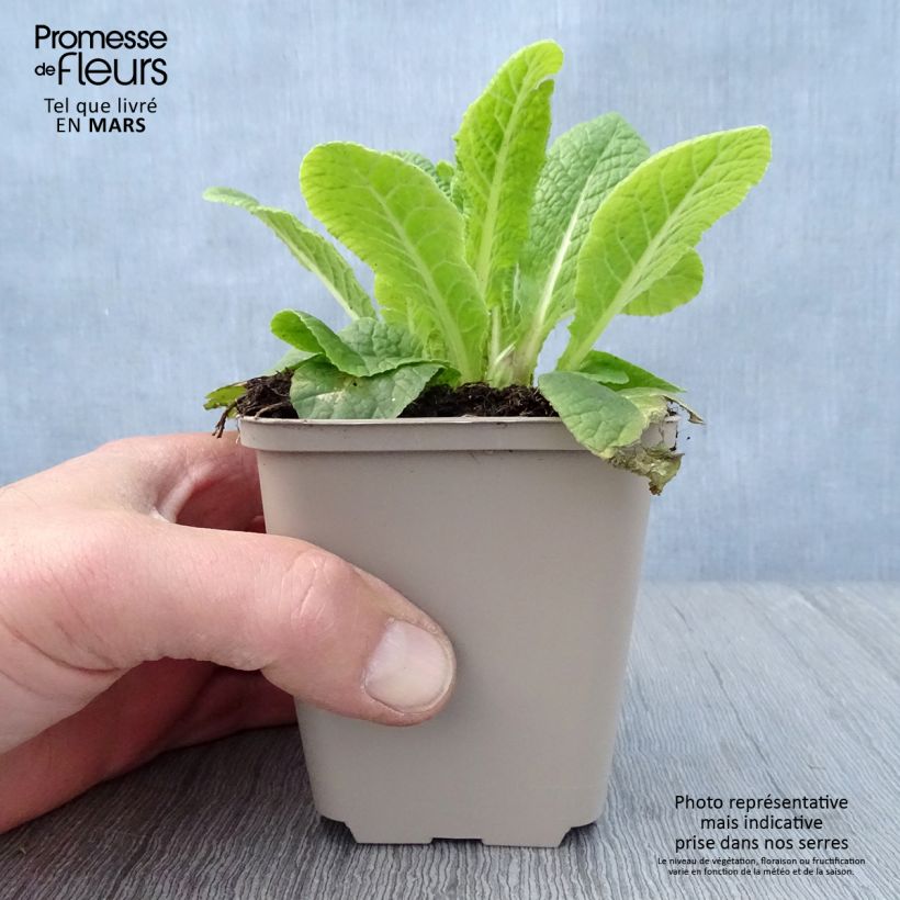 Primula x hybrida Elizabeth Killelay 8/9 cm pot sample as delivered in spring