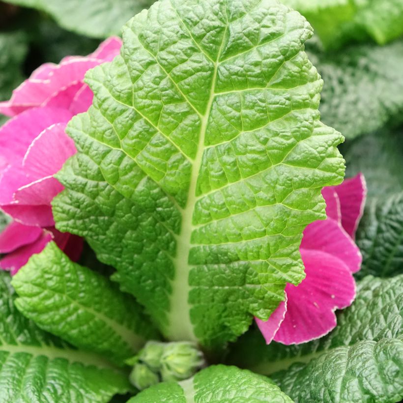 Primula pubescens Plums & Custard - Tyrol Primrose (Foliage)