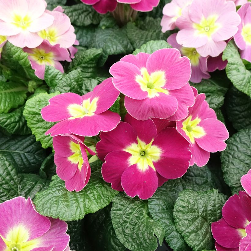 Primula pubescens Plums & Custard - Tyrol Primrose (Flowering)