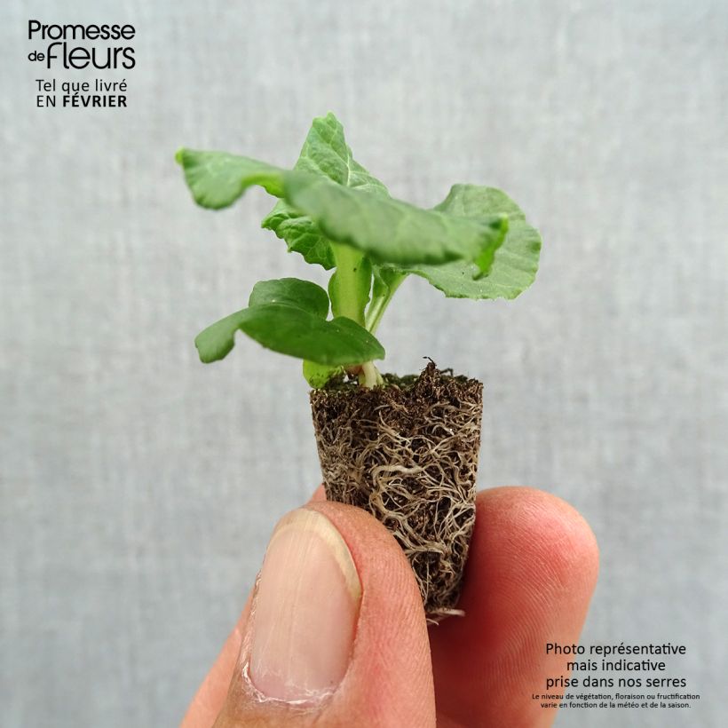 Primula Black Laced - Oxlip Plug plant 1.5/2.5 cm sample as delivered in autumn