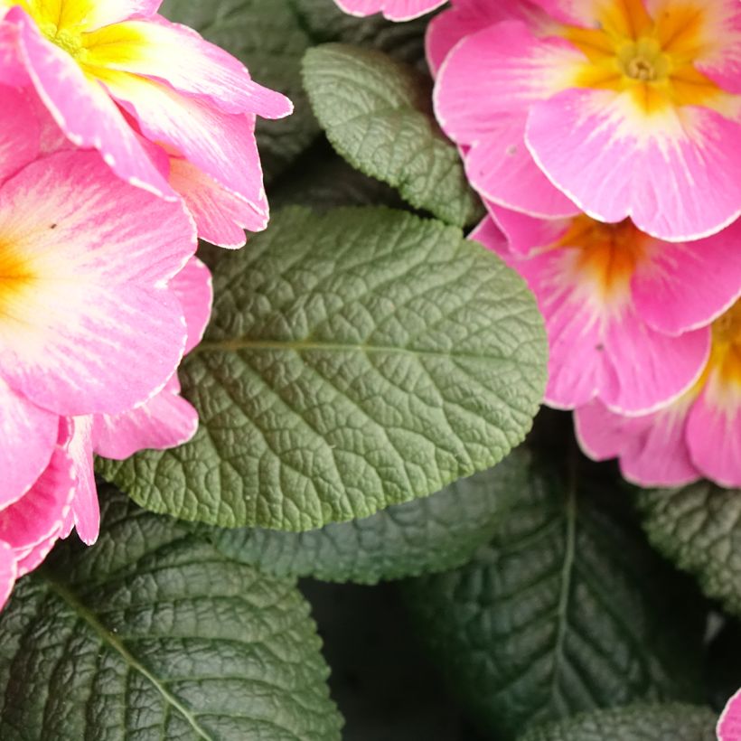 Primula vulgaris Lipstick- English Primrose (Foliage)