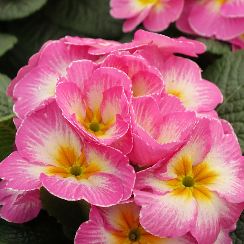 Primula vulgaris Lipstick- English Primrose (Flowering)