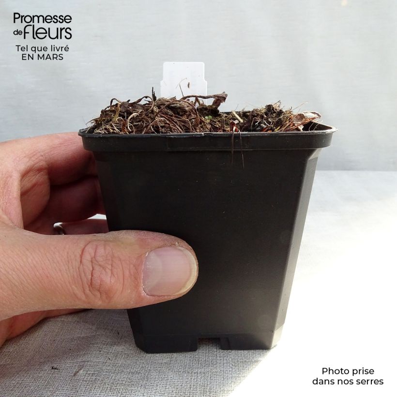 Primula denticulata Alba - Primrose 8/9 cm pot sample as delivered in winter