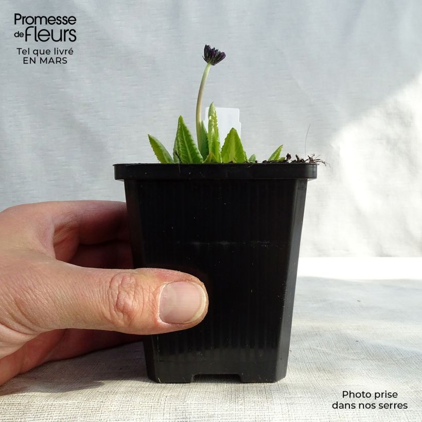 Primula denticulata Cashmeriana - Primrose 8/9 cm pot sample as delivered in winter