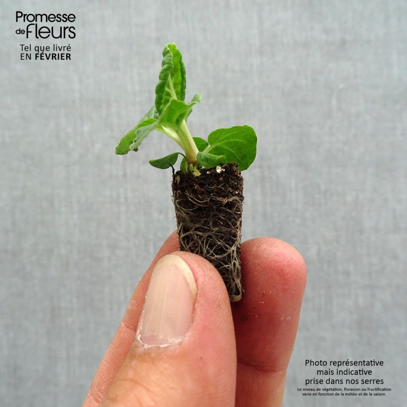 Primula elatior Colibri Red Shades - Oxlip Plug plant 1.5/2.5 cm sample as delivered in autumn