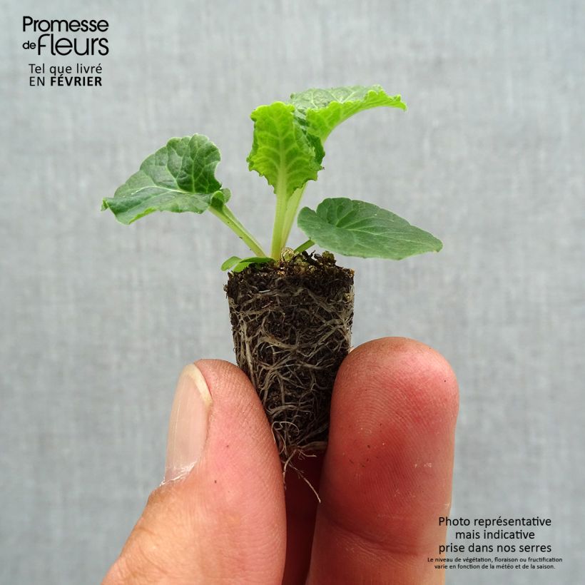 Primula Colibri With Orange Eye - Oxlip Plug plant 1.5/2.5 cm sample as delivered in autumn