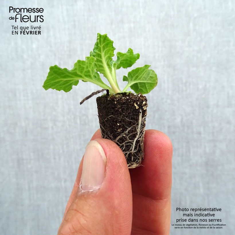 Primula elatior Veristar Late Blue - Oxlip Plug plant 1.5/2.5 cm sample as delivered in autumn