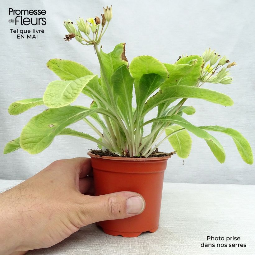 Primula eliator Veristar Lemon - Oxlip 8/9 cm pot sample as delivered in spring