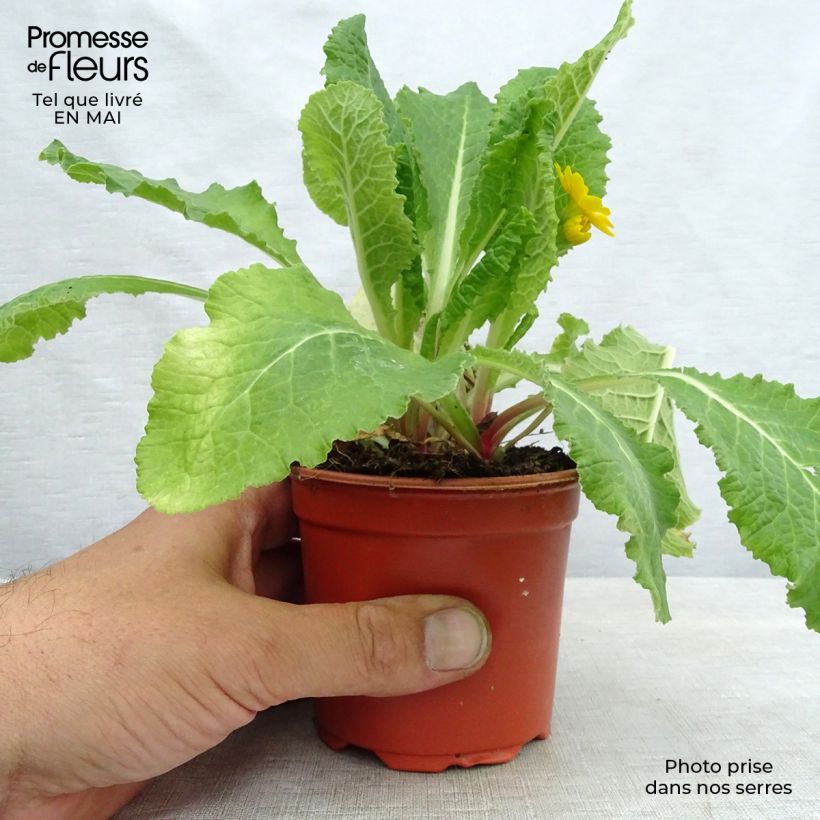 Primula eliator Veristar Yellow Gold - Oxlip 8/9 cm pot sample as delivered in spring