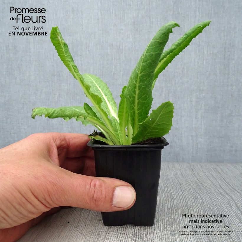 Primula vialii - Vial's Primrose 7/8 cm pot sample as delivered in autumn