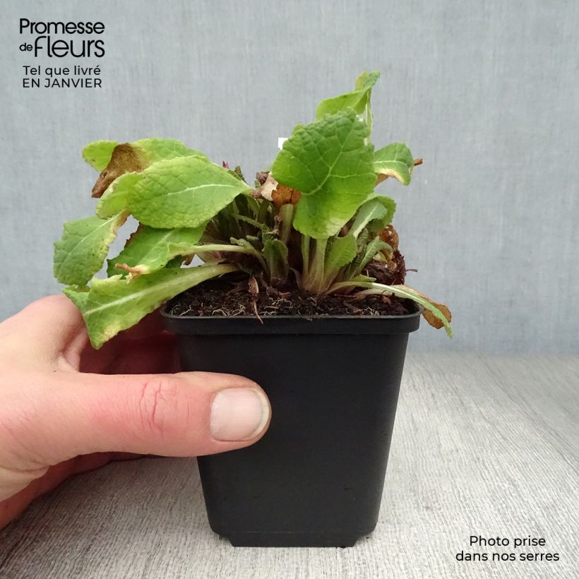 Primula vulgaris Strong Beer - English Primrose 8/9 cm pot sample as delivered in winter