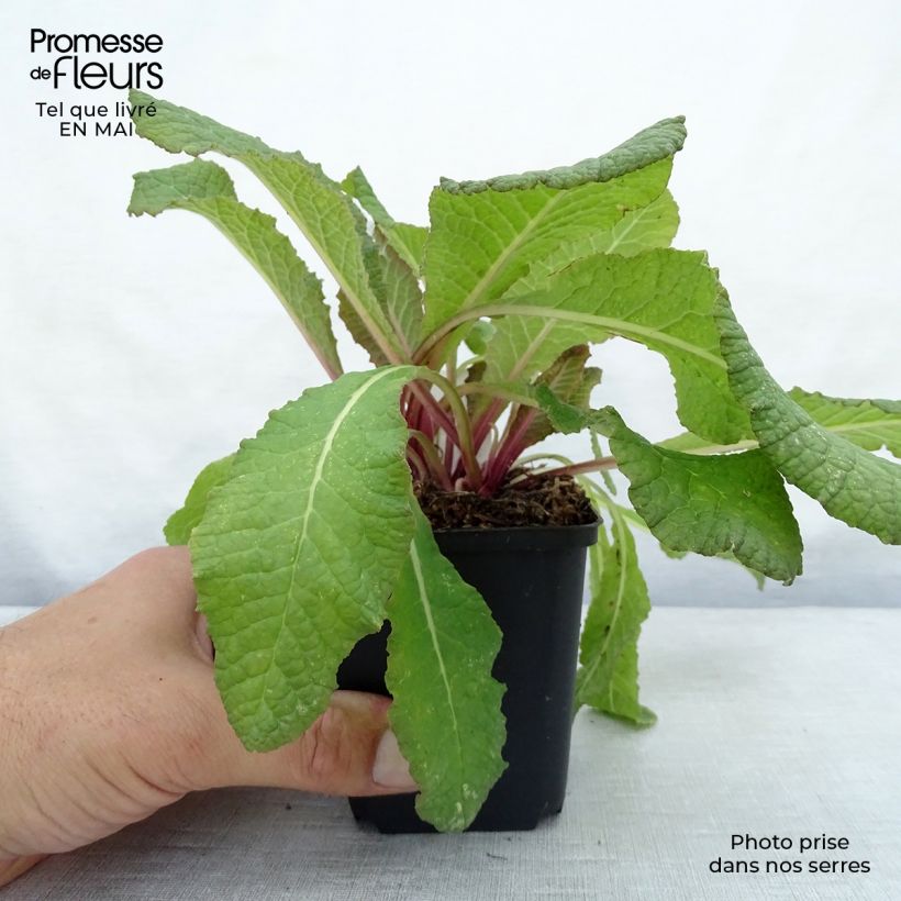 Primula vulgaris Strong Beer - English Primrose 8/9 cm pot sample as delivered in spring