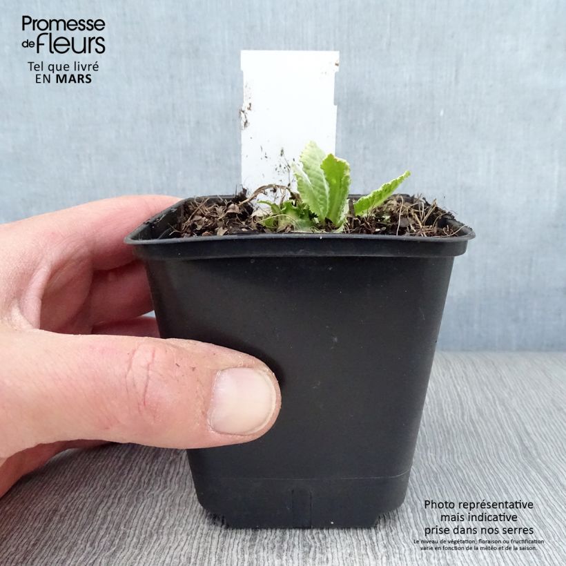 Primula denticulata Prom Lilac - Primrose 8/9 cm pot sample as delivered in spring