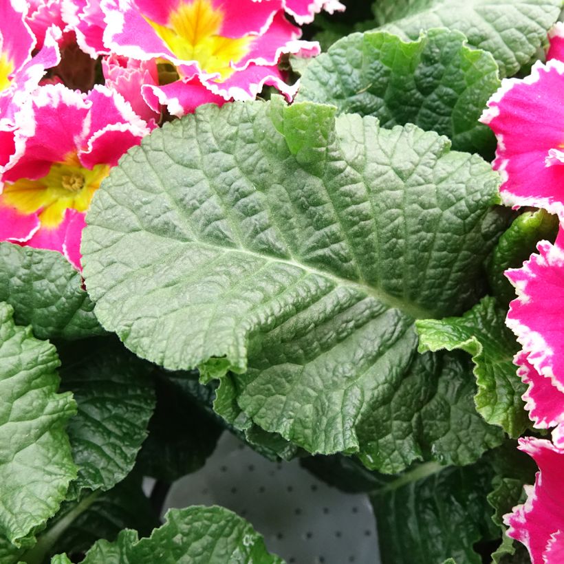 Primula vulgaris Sweetie - English Primrose (Foliage)