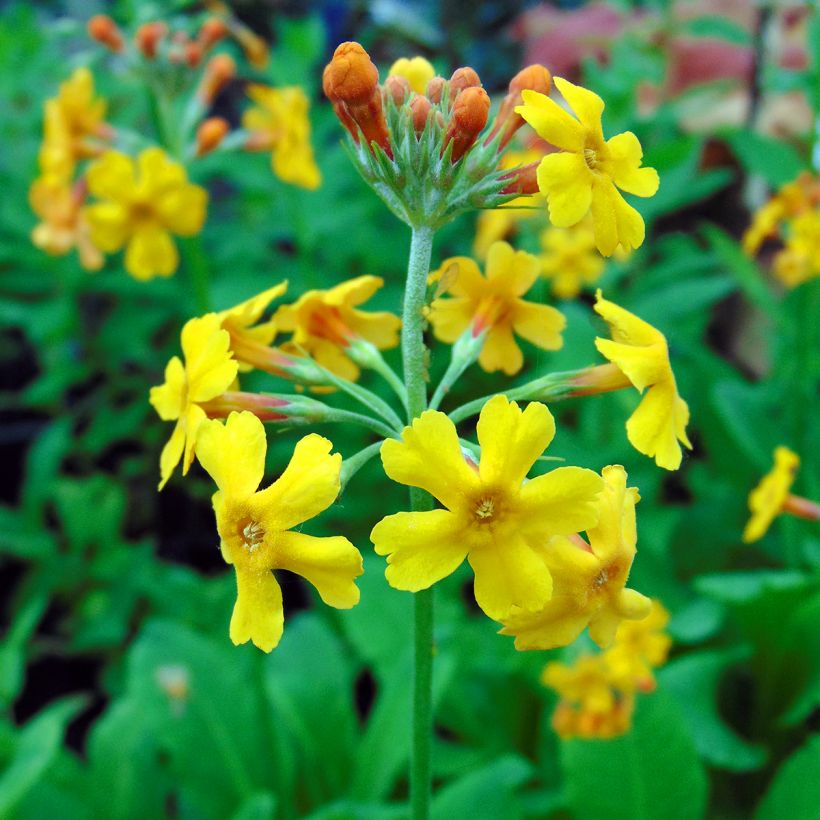 Primula bulleyana - Primrose (Flowering)