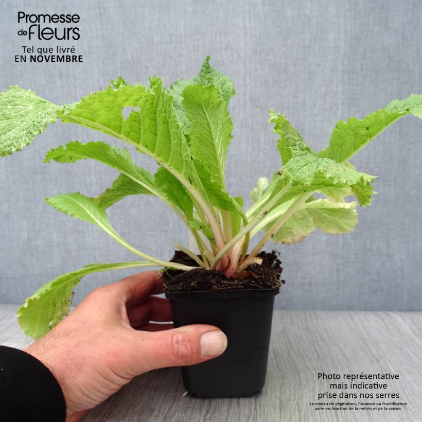 Primula japonica Alba - Japanese Primrose 8/9 cm pot sample as delivered in autumn