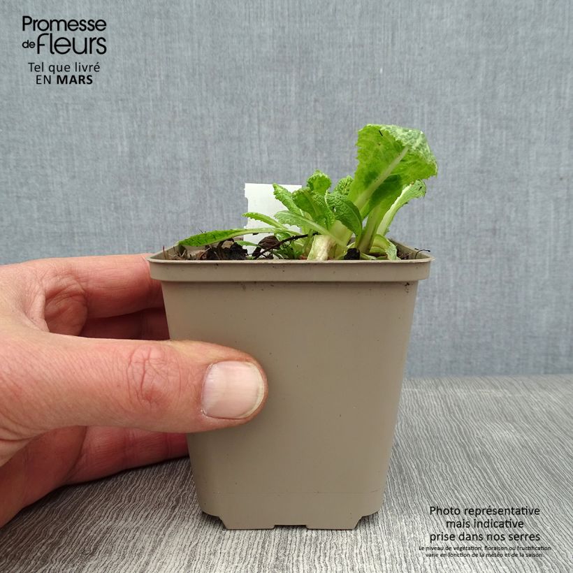 Primula pulverulenta - Mealy Primrose 8/9 cm pot sample as delivered in winter
