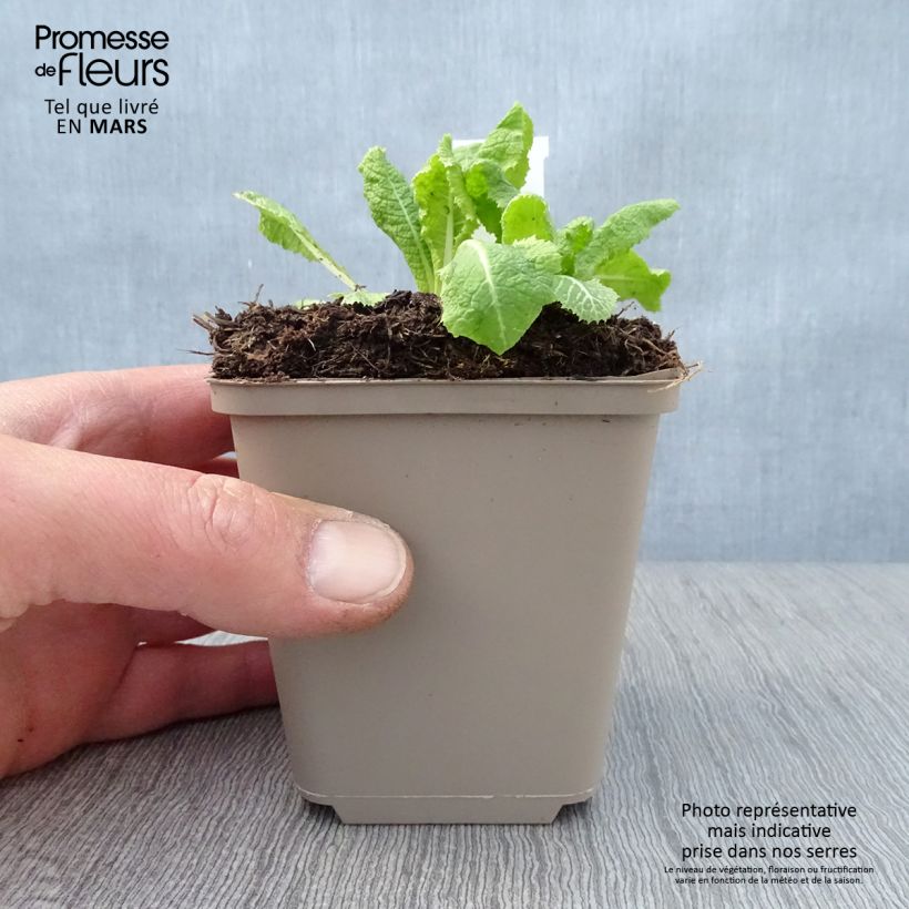 Primula pulverulenta - Mealy Primrose 8/9 cm pot sample as delivered in spring