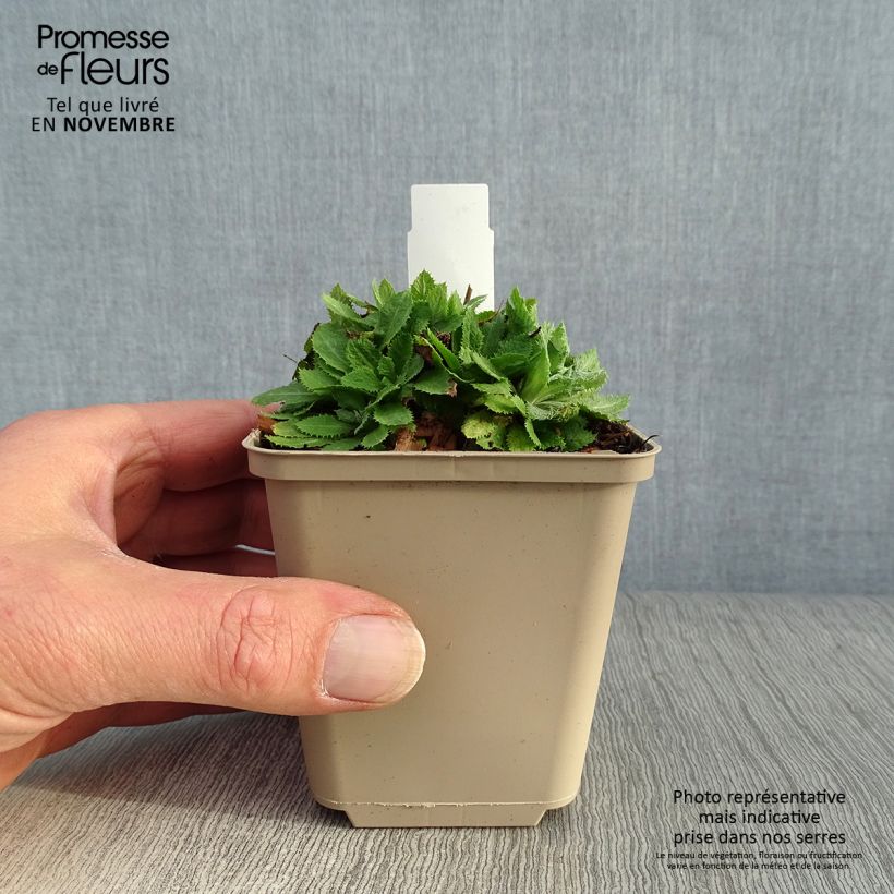 Primula capitata subsp. mooreana - Primrose 8/9 cm pot sample as delivered in autumn