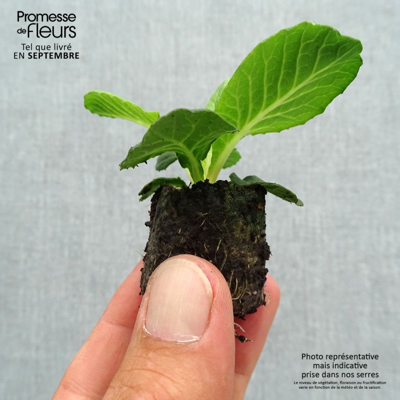 Primula vulgaris Belarina Purple Dawn- English Primrose Plug plant 3/4cm sample as delivered in autumn