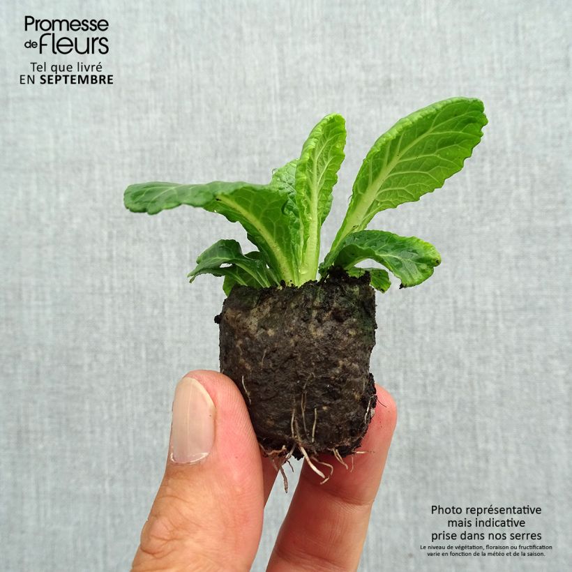 Primula vulgaris Belarina Snow- English Primrose Plug plant 3/4cm sample as delivered in autumn
