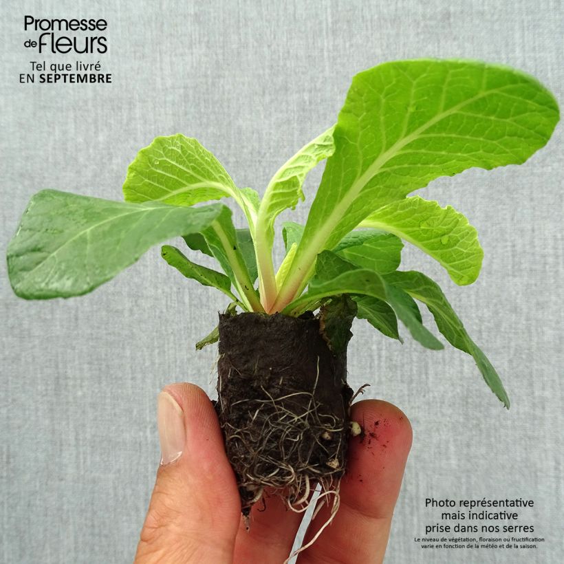 Primula vulgaris Belarina Vanilla- English Primrose Plug plant 3/4cm sample as delivered in autumn