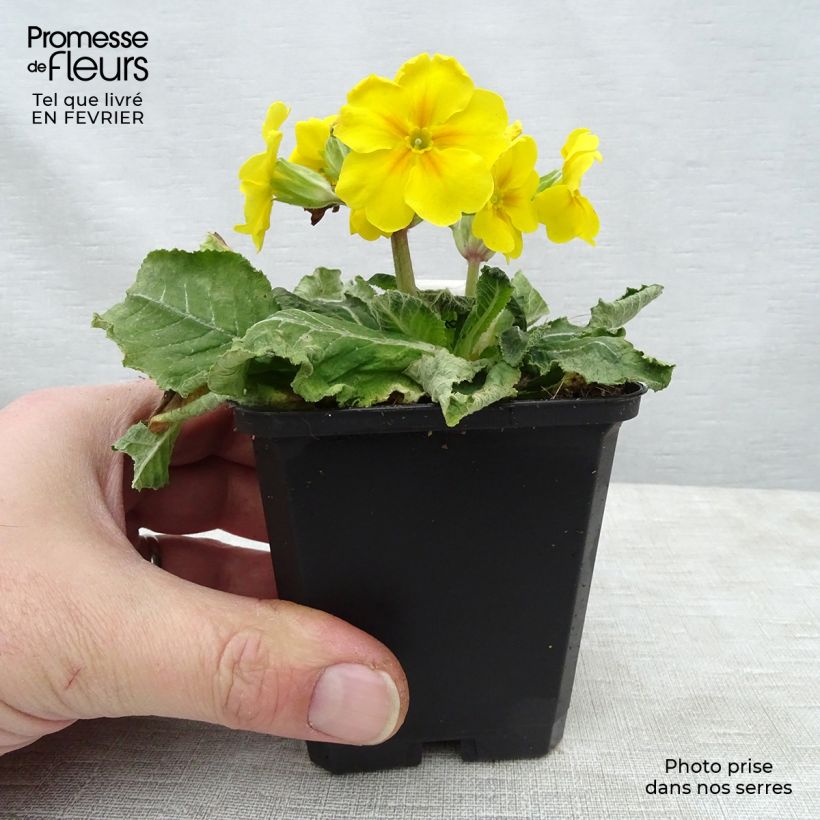 Primula elatior Double Rubens - Oxlip 8/9 cm pot sample as delivered in winter