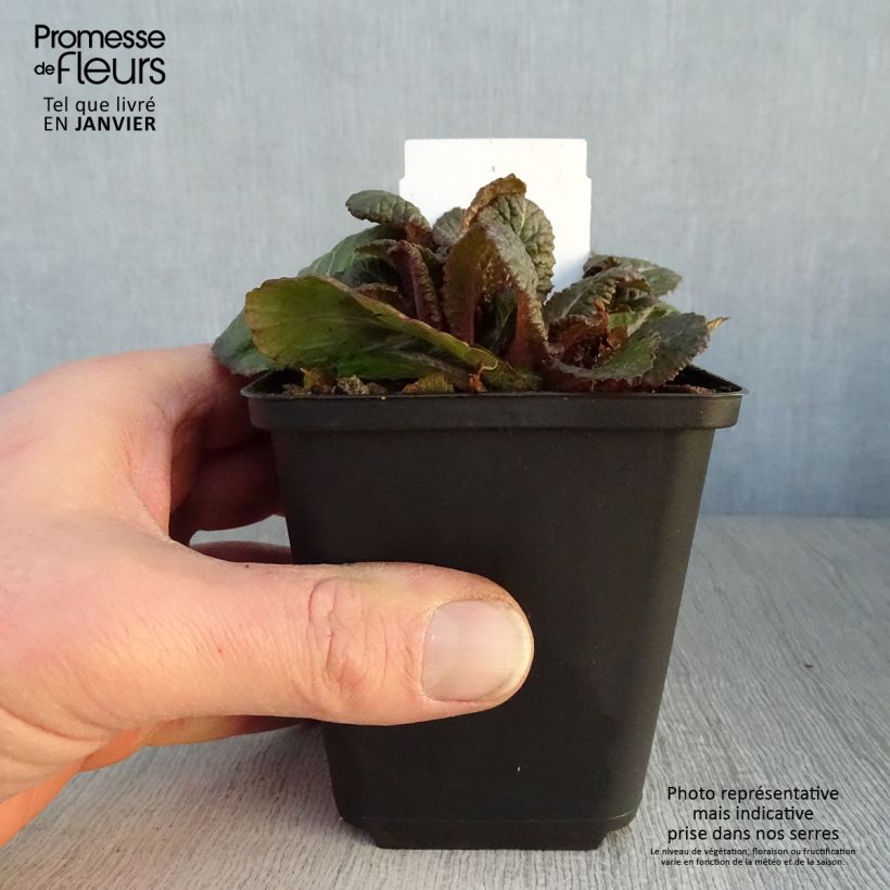 Primula polyanthus Dark Rosaleen - Hose-in-hose 8/9 cm pot sample as delivered in winter