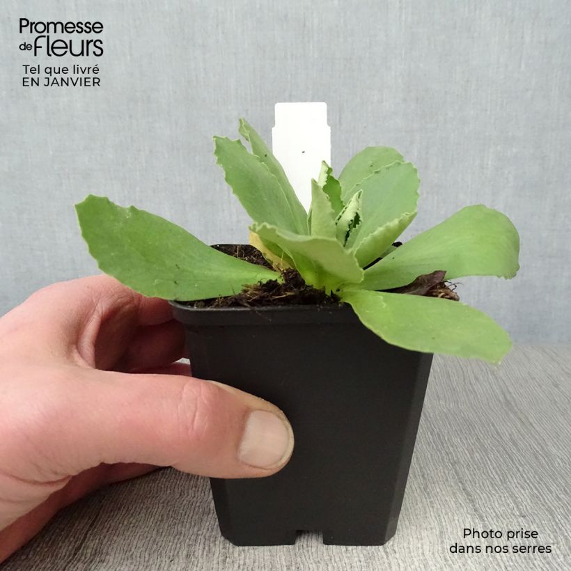Primula x pubescens Mix - Tyrol Primrose 8/9 cm pot sample as delivered in winter