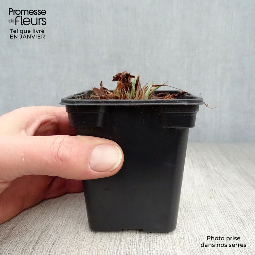 Primula rosea Grandiflora - Primrose 7/8 cm pot sample as delivered in winter