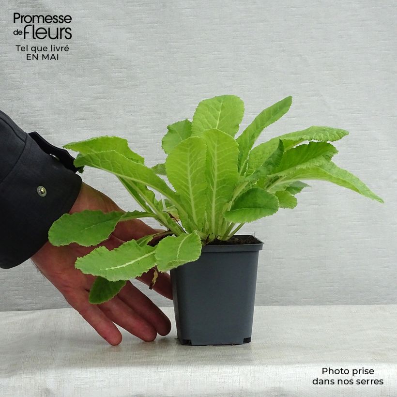 Primula vulgaris - English Primrose 8/9 cm pot sample as delivered in spring