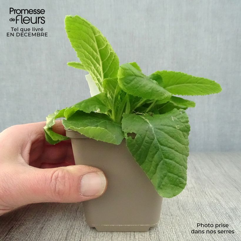 Primula vulgaris - English Primrose 8/9 cm pot sample as delivered in winter