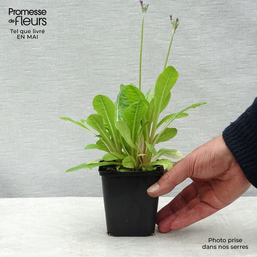 Primula beesiana - Primrose 8/9 cm pot sample as delivered in spring