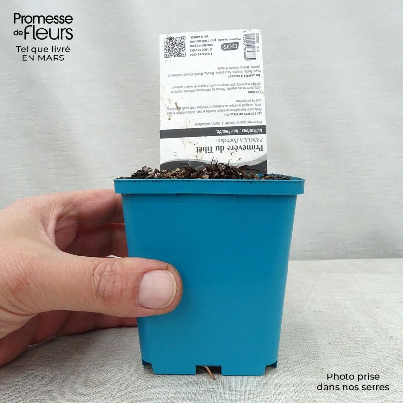 Primula florindae - Primrose 8/9 cm pot sample as delivered in spring