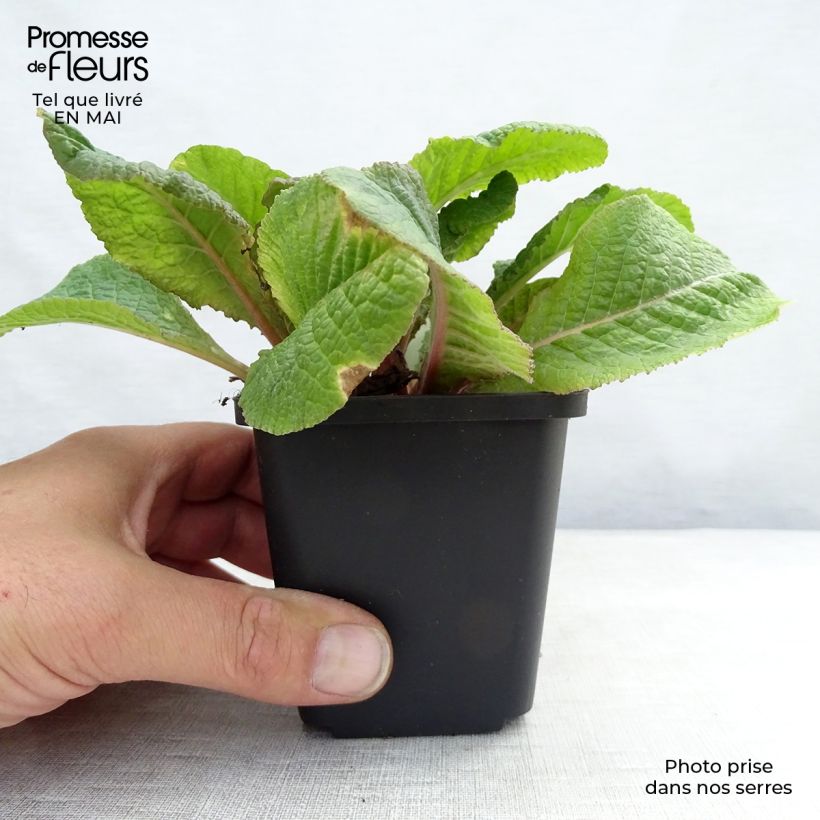 Primula juliae Wanda - Primrose 8/9 cm pot sample as delivered in spring