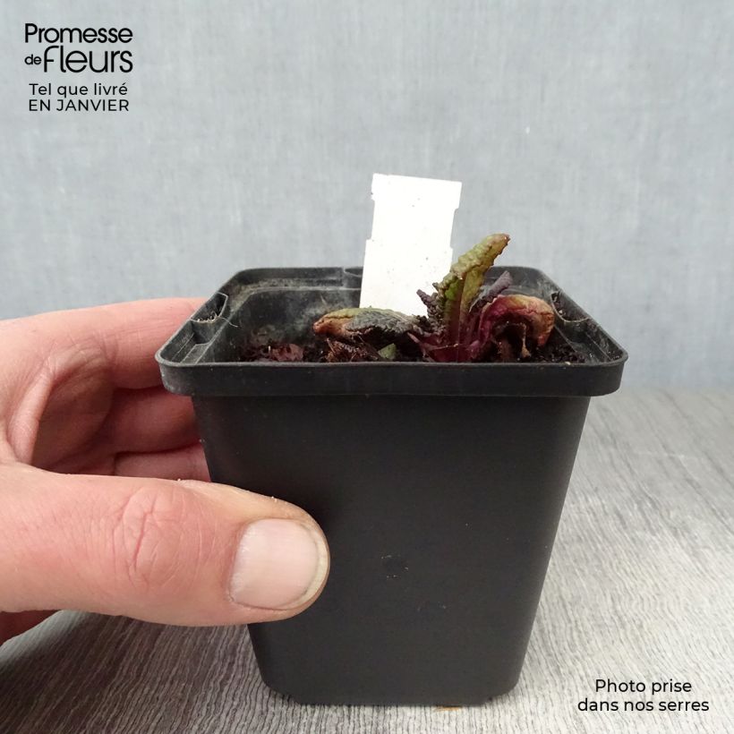 Primula juliae Wanda - Primrose 8/9 cm pot sample as delivered in winter