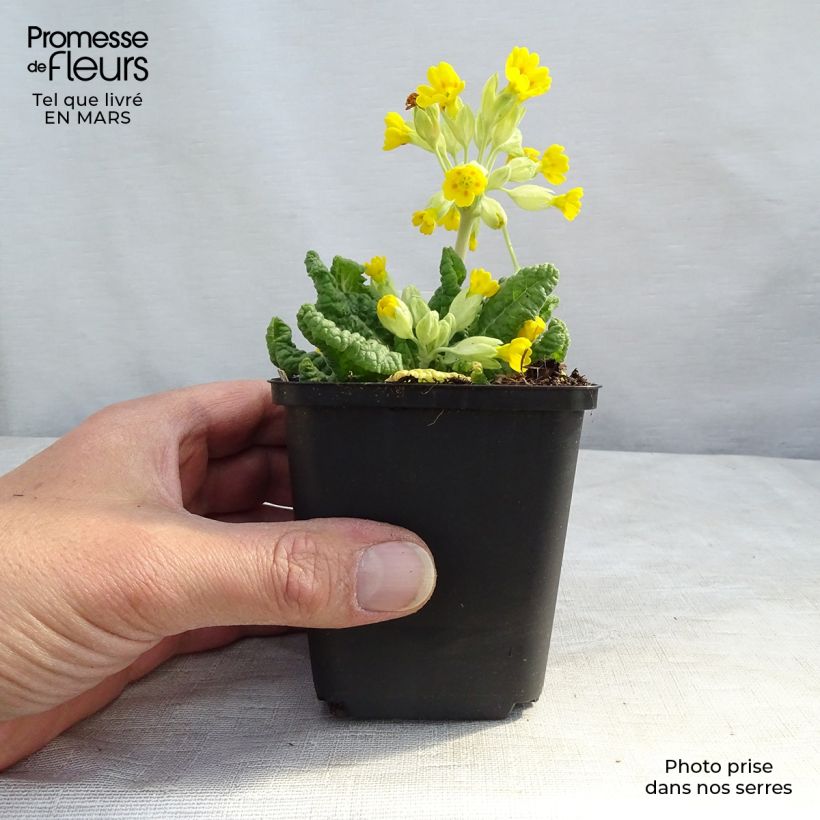 Primula veris - Cowslip 8/9 cm pot sample as delivered in spring