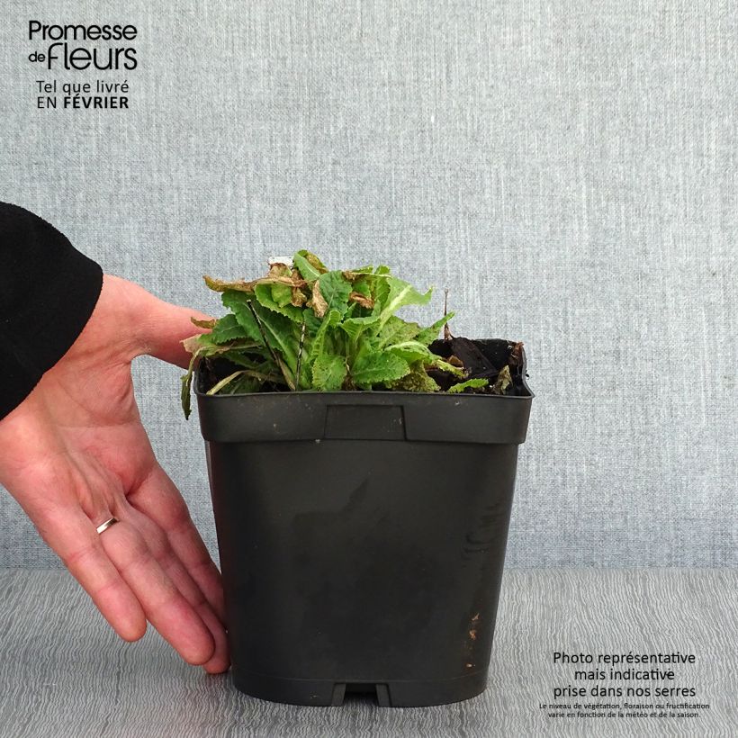 Primula veris - Cowslip 2L/3L pot sample as delivered in winter