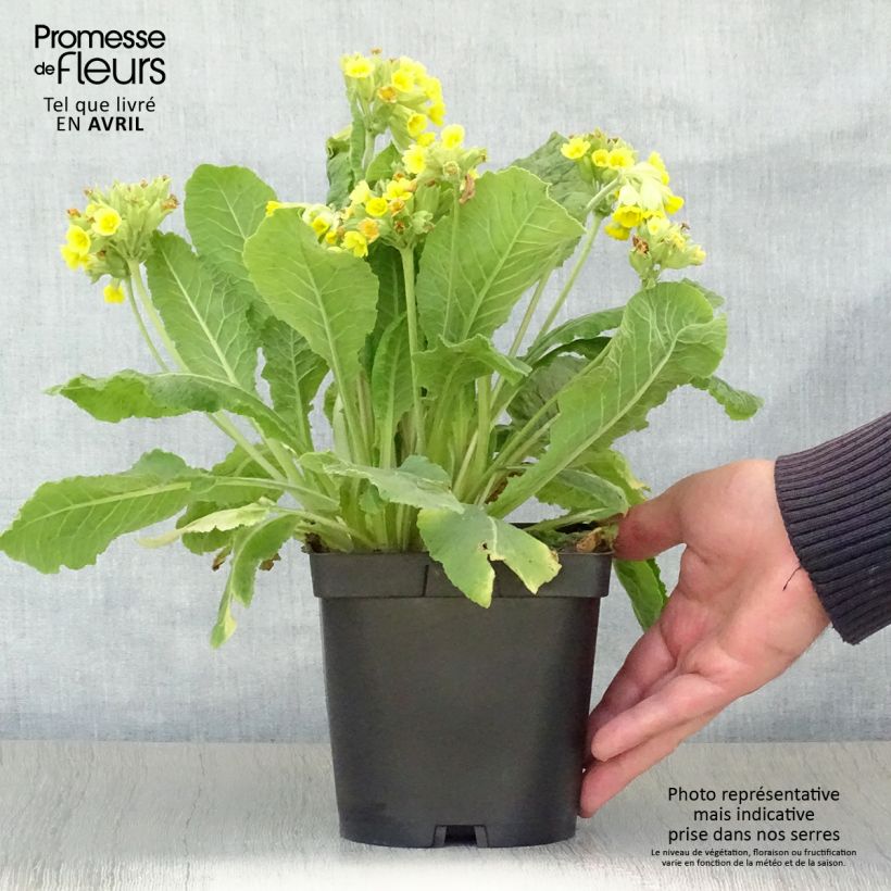 Primula veris - Cowslip 2L/3L pot sample as delivered in spring