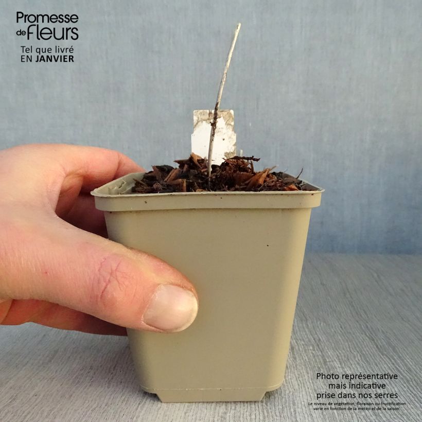 Primula vialii Alison Holland - Vial's Primrose 8/9 cm pot sample as delivered in winter