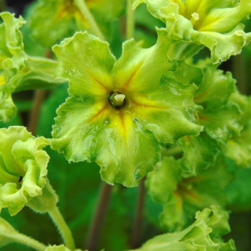 Primula vulgaris Francesca - English Primrose (Flowering)